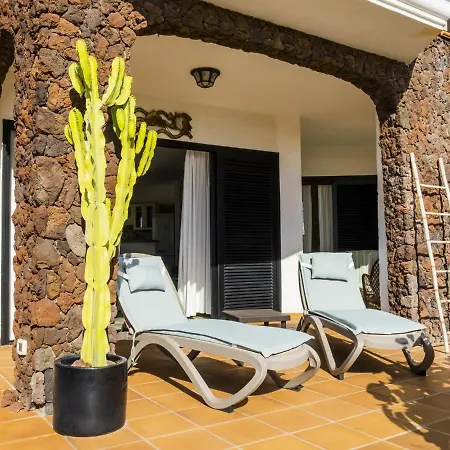 Live Poris Begonia 89 *